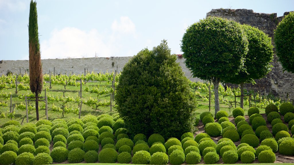 Chateau d\'Amboise som viser en have