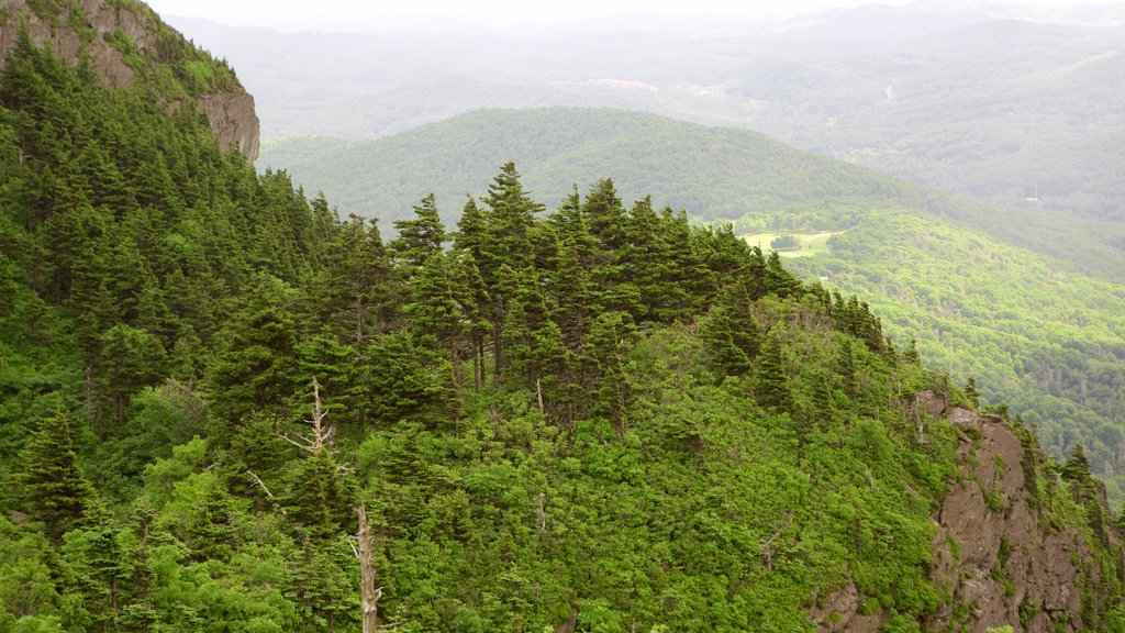 Grandfather Mountain caracterizando montanhas e cenas de floresta