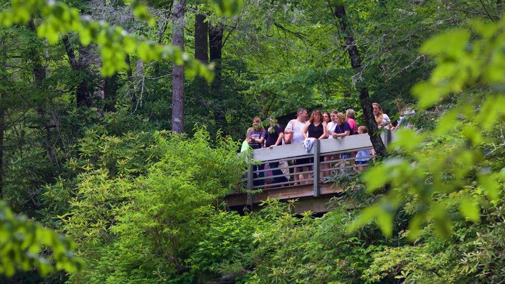 Sliding Rock featuring forest scenes and a river or creek as well as a large group of people