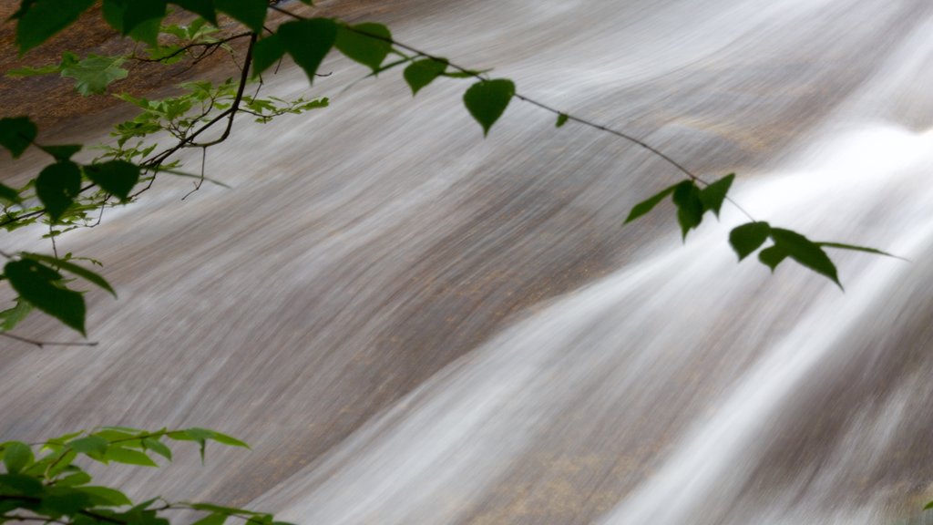 Sliding Rock showing a river or creek and forest scenes