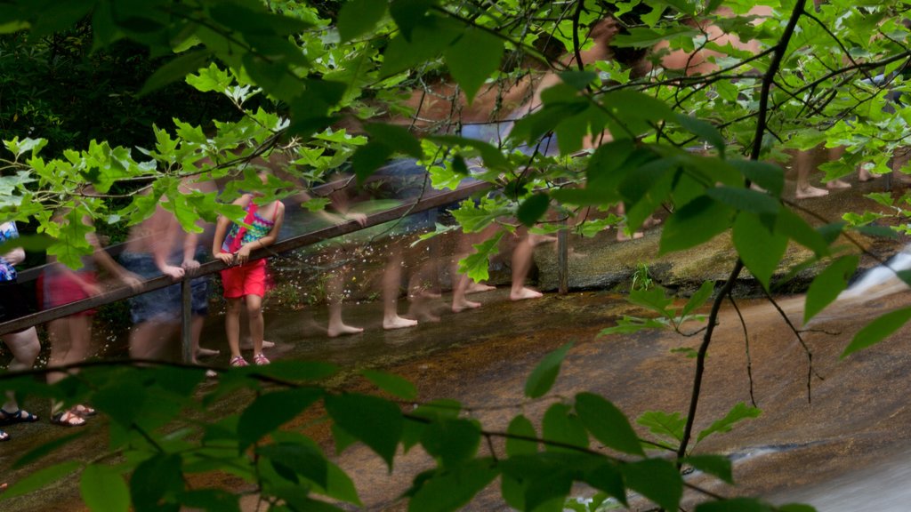 Sliding Rock which includes a river or creek and forests as well as a large group of people