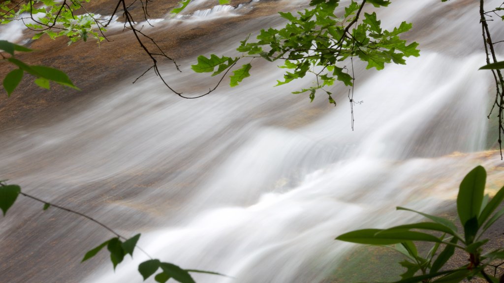 Sliding Rock que inclui florestas e um rio ou córrego