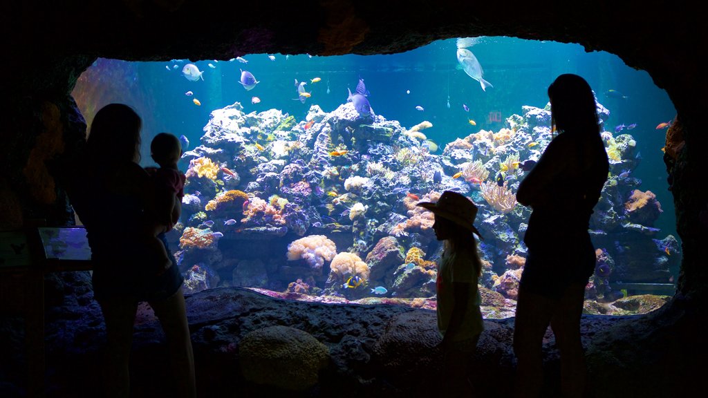 Virginia Aquarium and Marine Science Center mostrando vida marinha assim como uma família