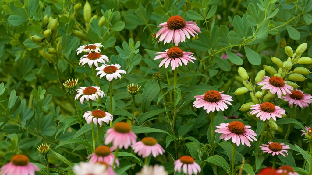 Harrisonburg mostrando flores