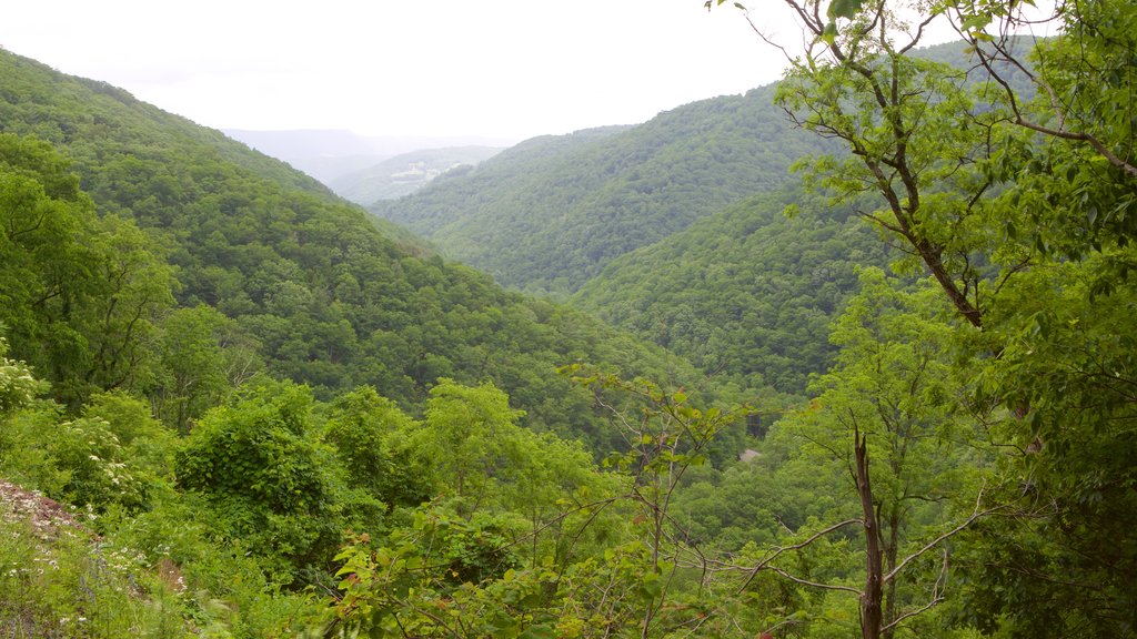 Canaan Valley mostrando escenas tranquilas y montañas