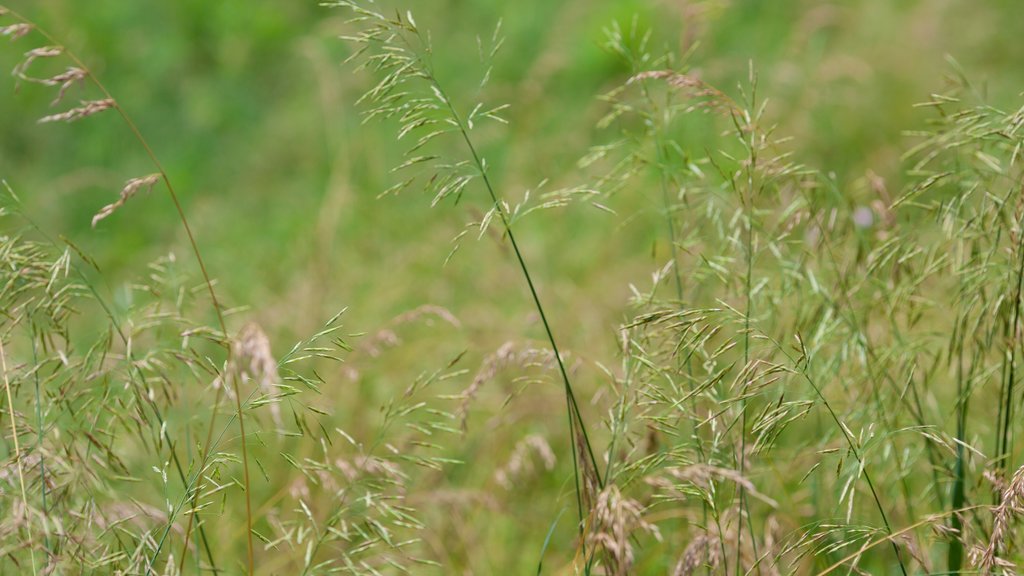 Canaan Valley inclusief vredige uitzichten