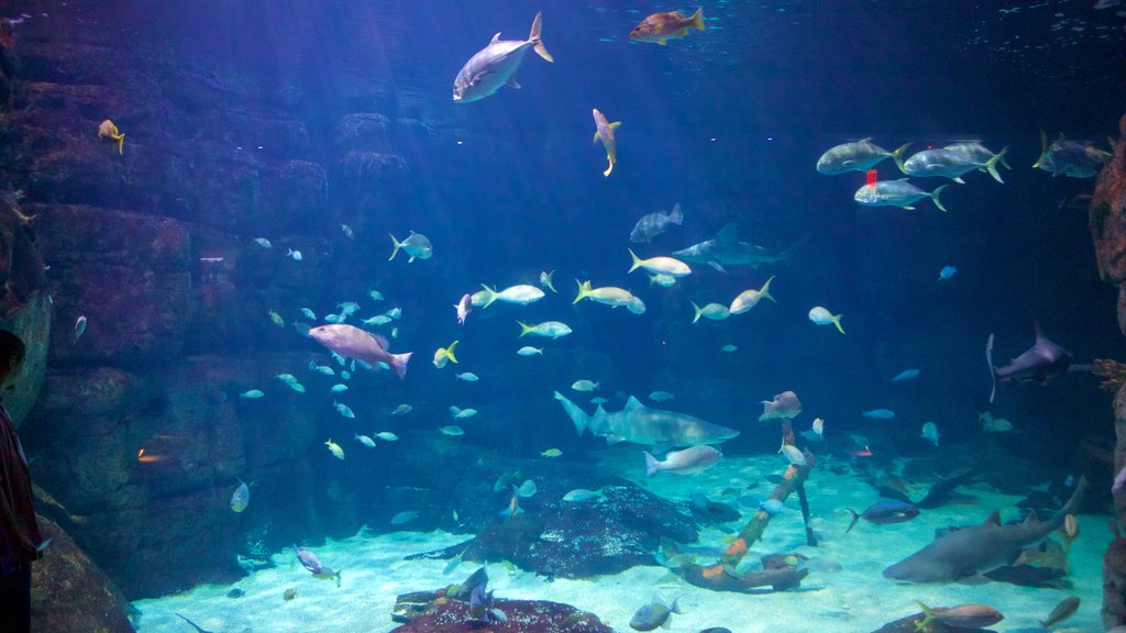 Virginia Aquarium and Marine Science Center featuring marine life