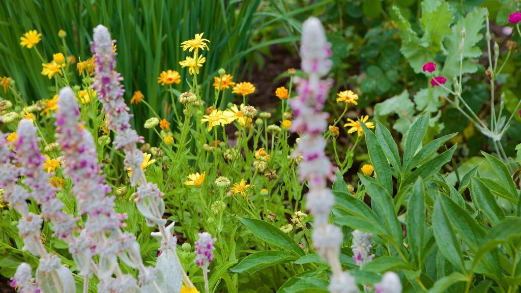 George Washington\'s Mount Vernon showing flowers