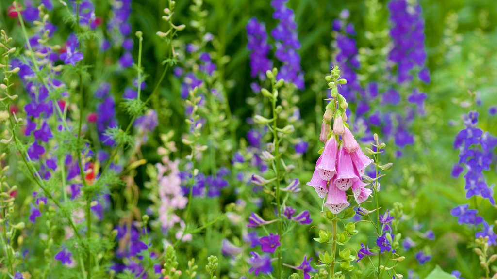 George Washingtons Mount Vernon som viser blomster