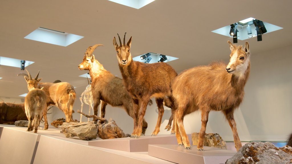 Liechtenstein National Museum featuring interior views