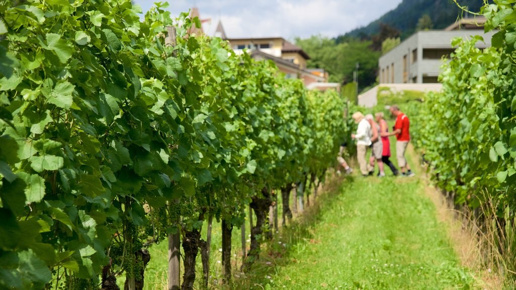 Vaduz som omfatter landbrugsområde såvel som en lille gruppe mennesker