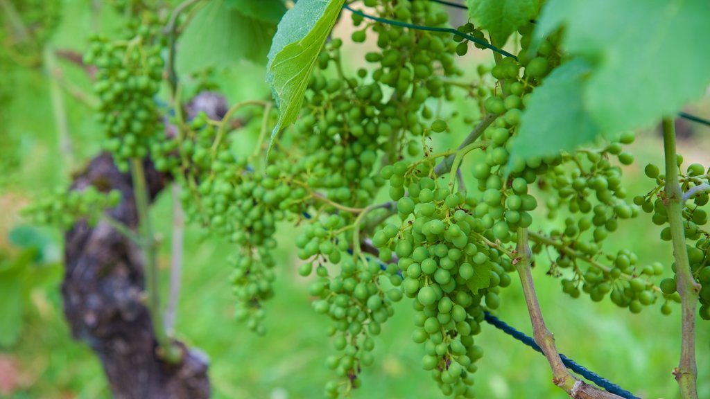 Vaduz mostrando fazenda