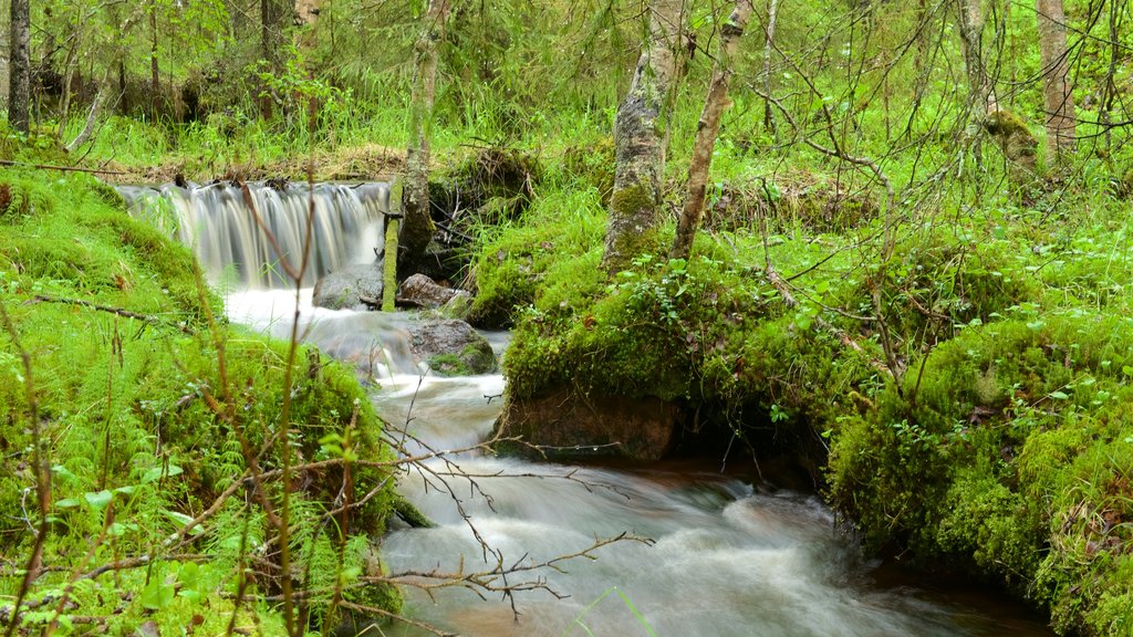 Akaslompolo which includes rainforest and rapids