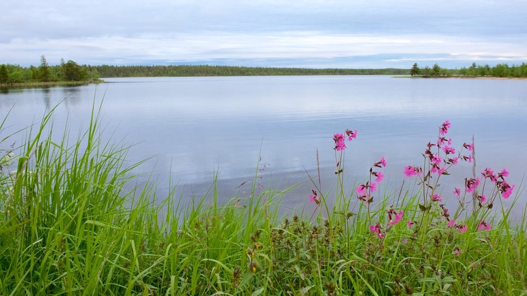 Muotkajarvi welches beinhaltet ruhige Szenerie, Blumen und Fluss oder Bach