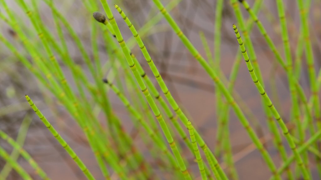 Muotkajarvi showing wetlands