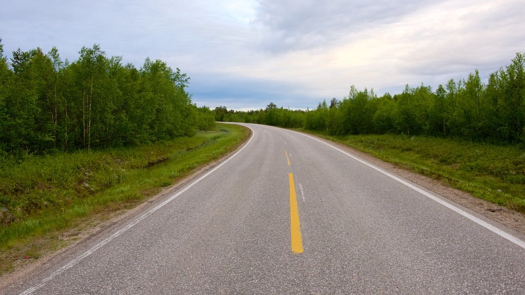 Muotkajarvi which includes forests and tranquil scenes