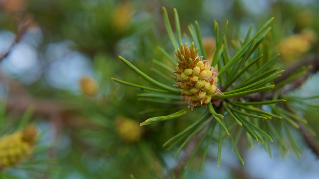 Muotkajarvi which includes wild flowers