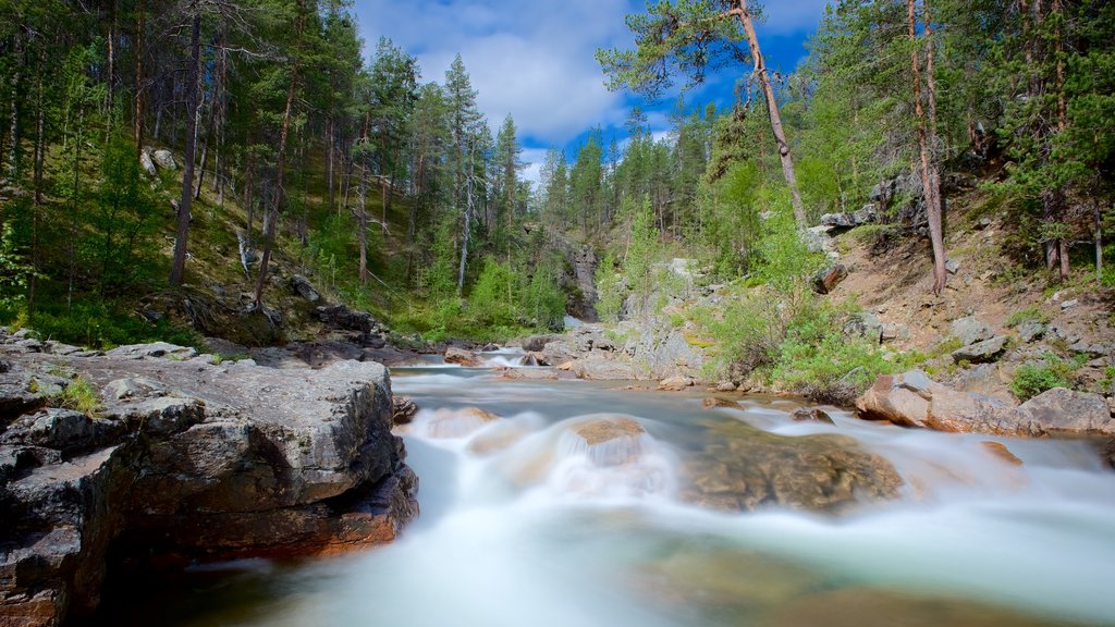 Parc National Lemmenjoki mettant en vedette scènes forestières, scènes tranquilles et rapides