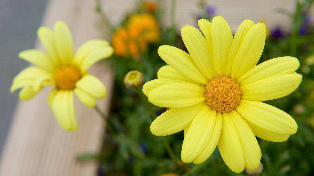 Rukatunturi mettant en vedette fleurs