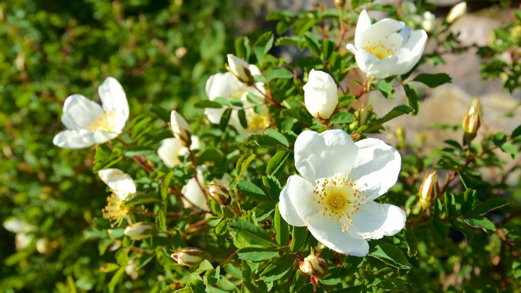 Uspenski-katedralen som viser blomster