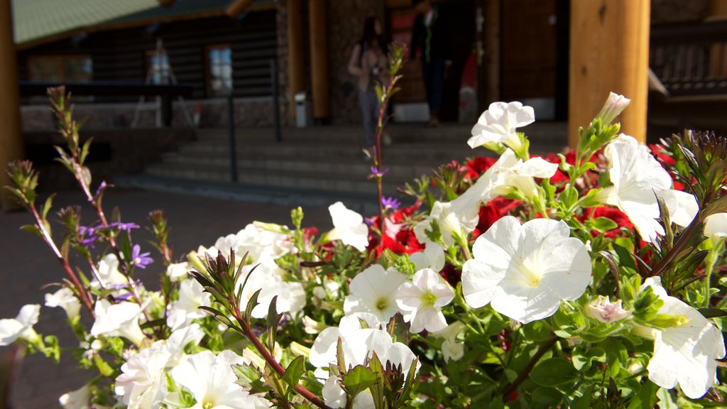 Rovaniemi caracterizando flores