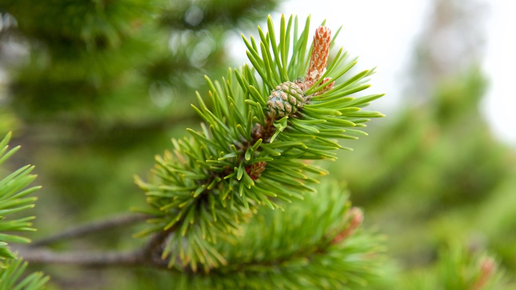 Parc National Urho Kekkoken