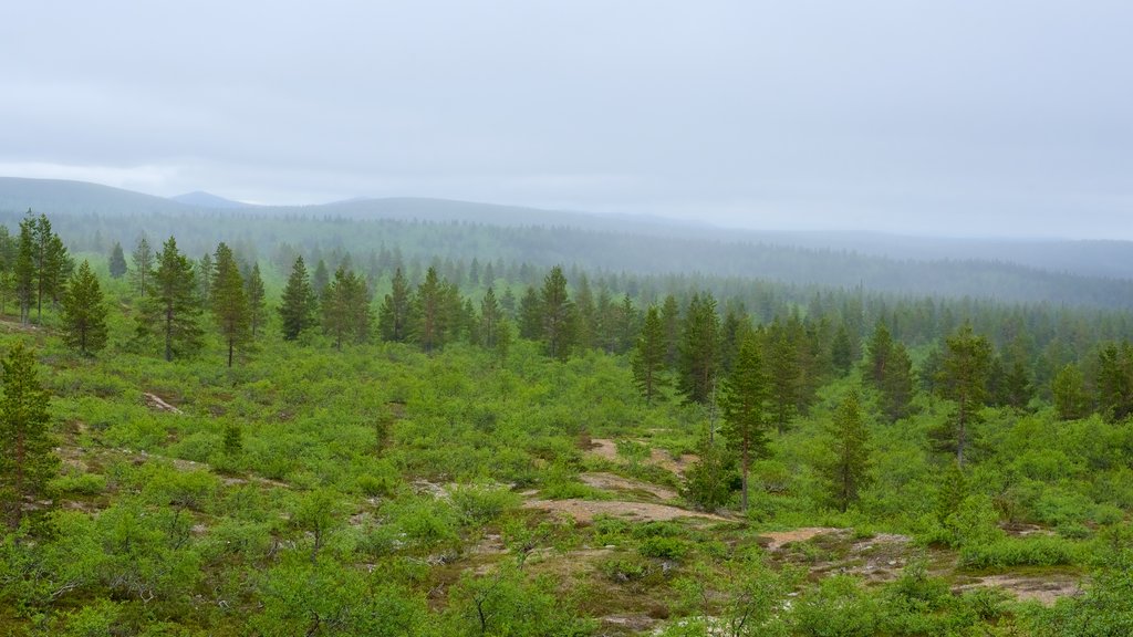 Upper Lapland which includes tranquil scenes and landscape views