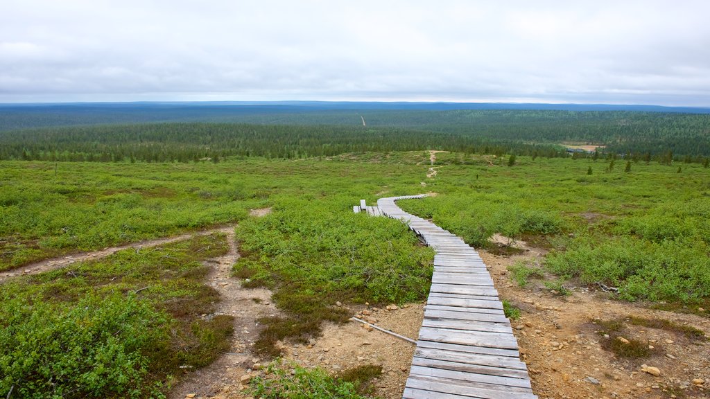 Urho Kekkonen Nationaal Park toont vredige uitzichten, landschappen en een brug