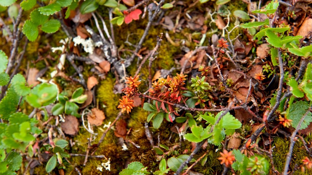 Urho Kekkonen National Park showing wild flowers