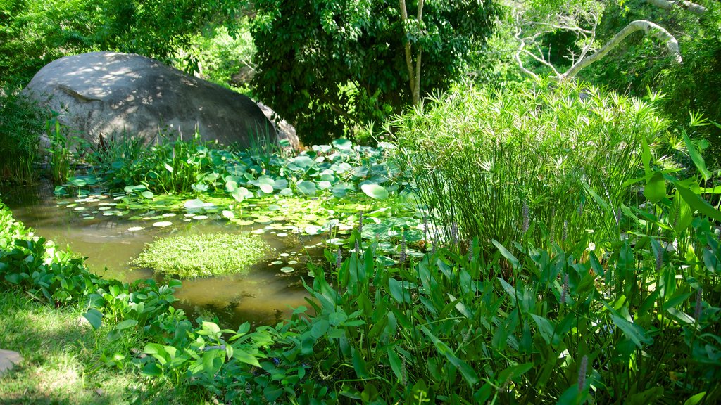 Jardín Botánico de Acapulco mostrando un parque y un estanque