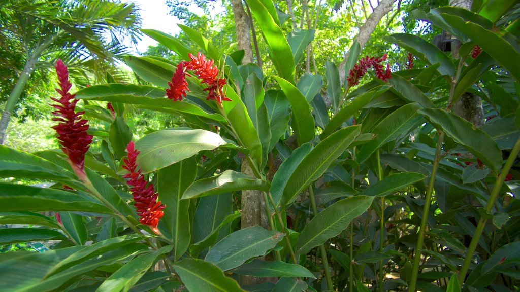 Jardín Botánico de Acapulco ofreciendo un jardín y flores