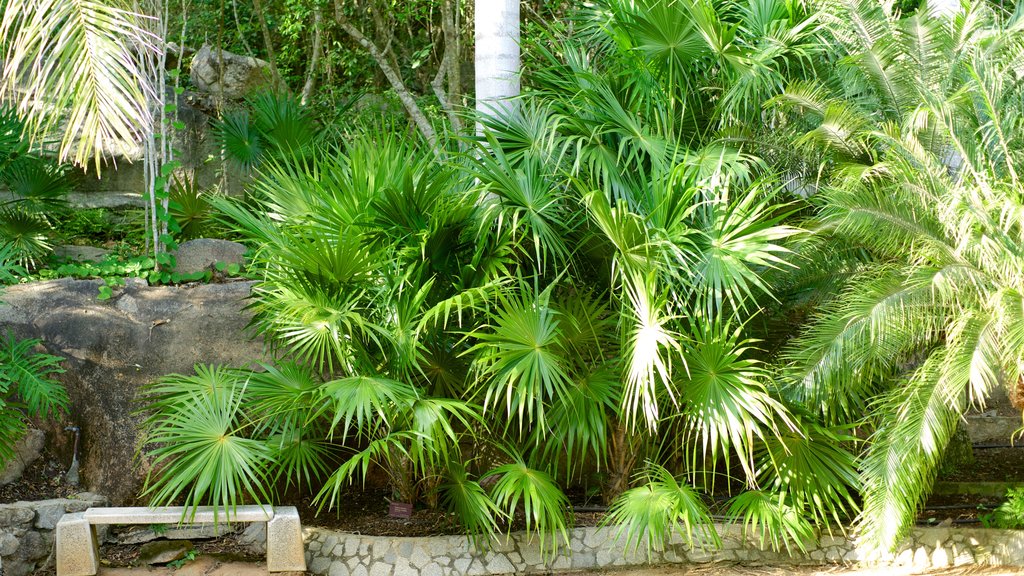 Jardin Botanico de Acapulco montrant un jardin