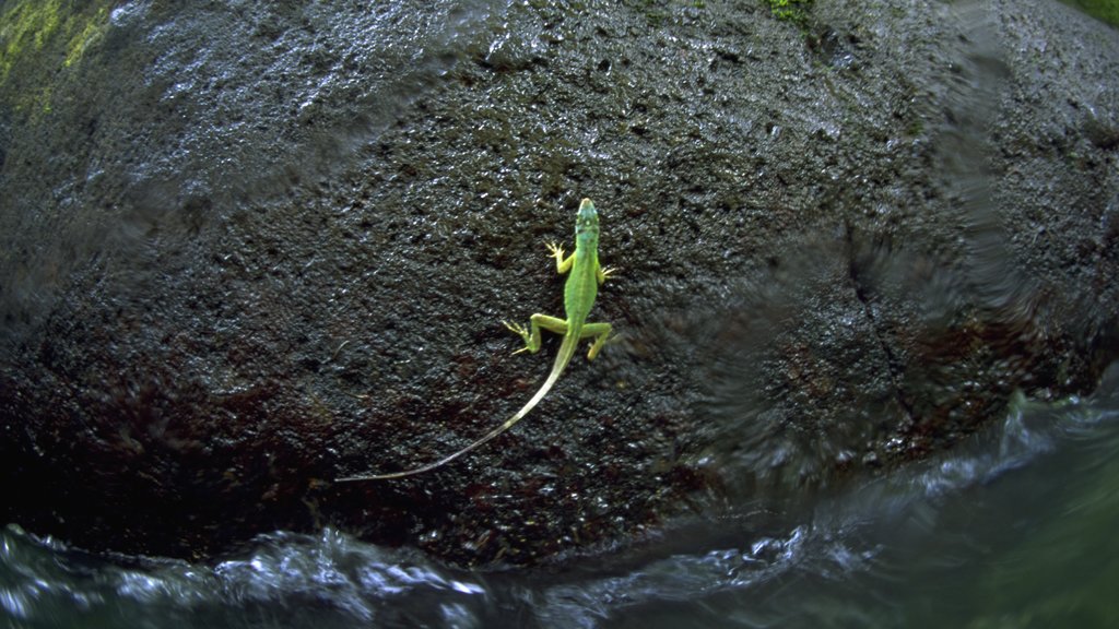 Grenada showing animals