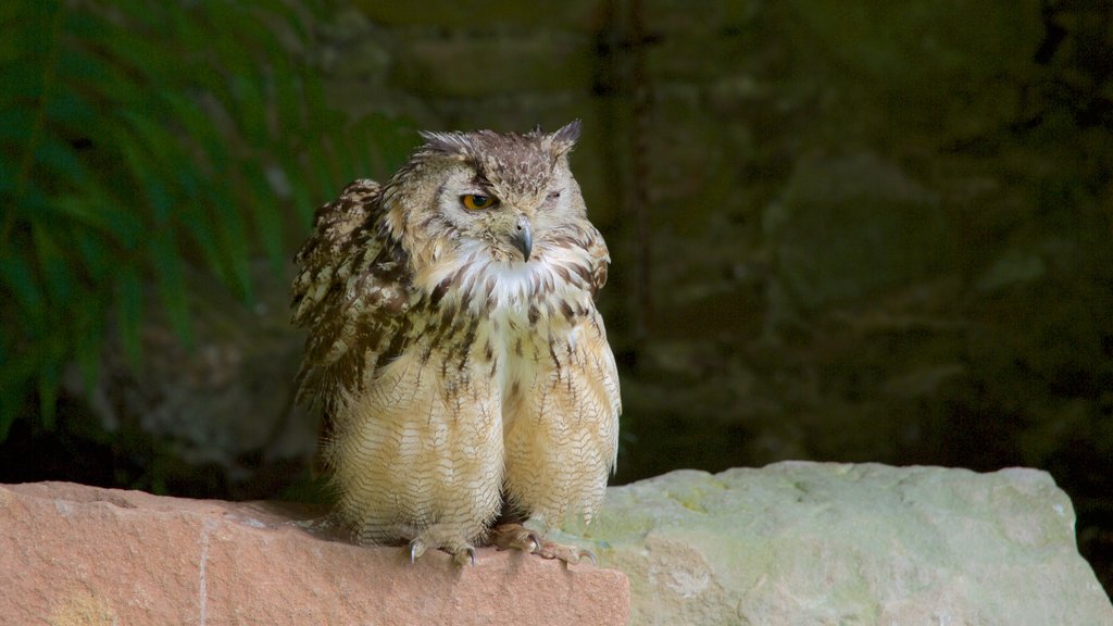 Castelo de Dunrobin caracterizando vida das aves