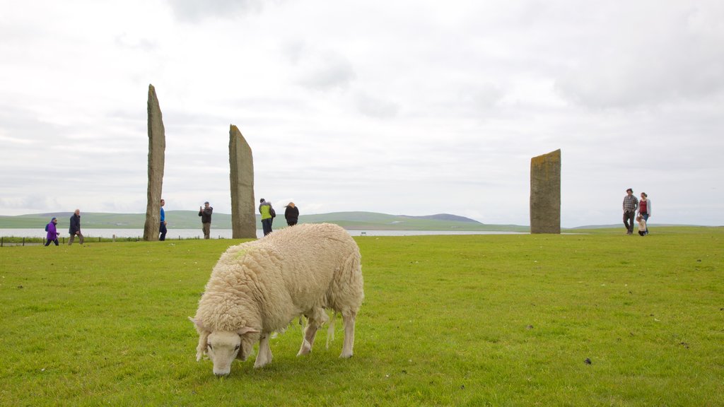 Standing Stones of Stenness showing a monument, heritage elements and general coastal views