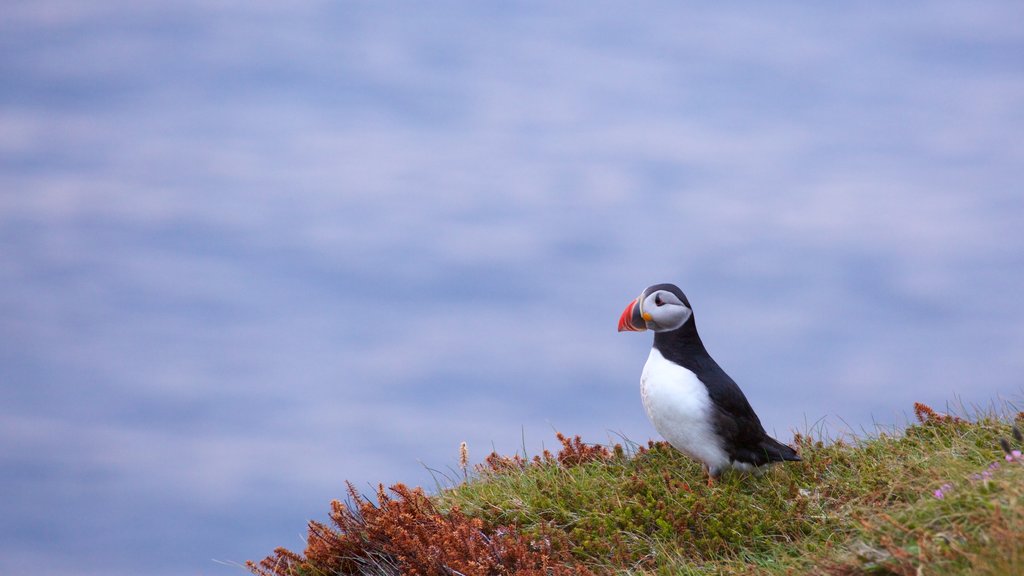 Dunnet Head Lighthouse showing cuddly or friendly animals and bird life