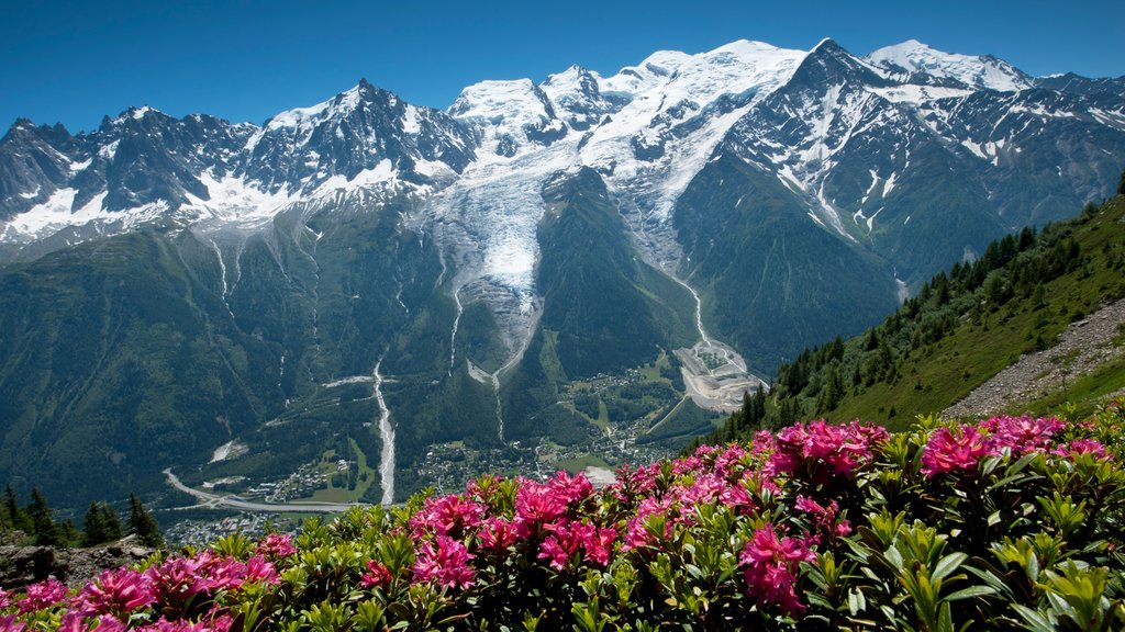 Monte Blanco que incluye flores silvestres, nieve y escenas tranquilas