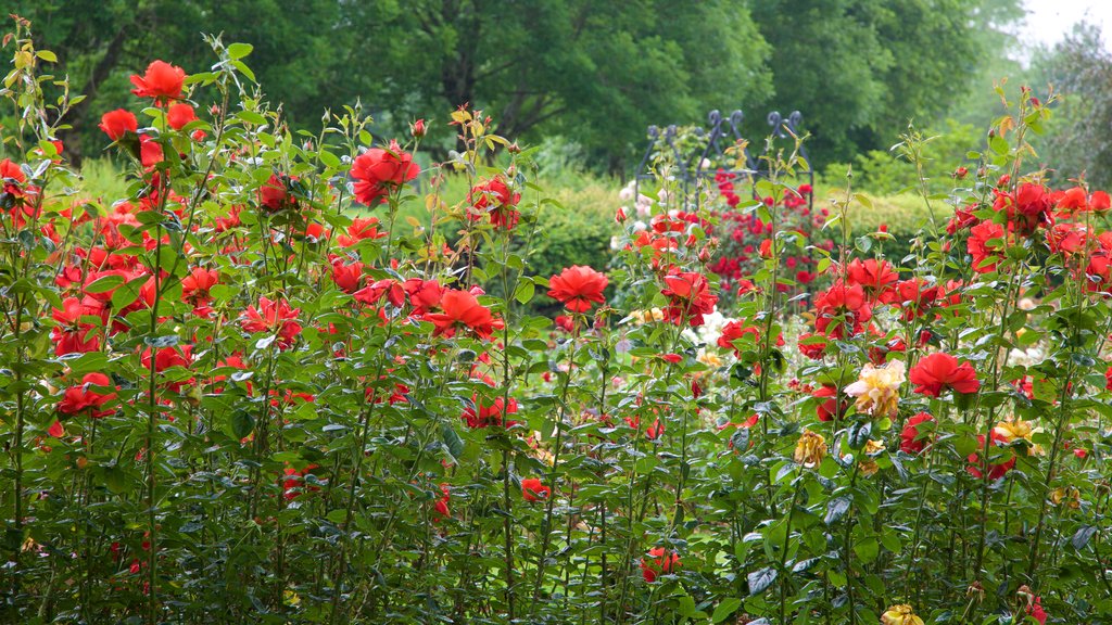 Parque Municipal de Tralee que incluye flores