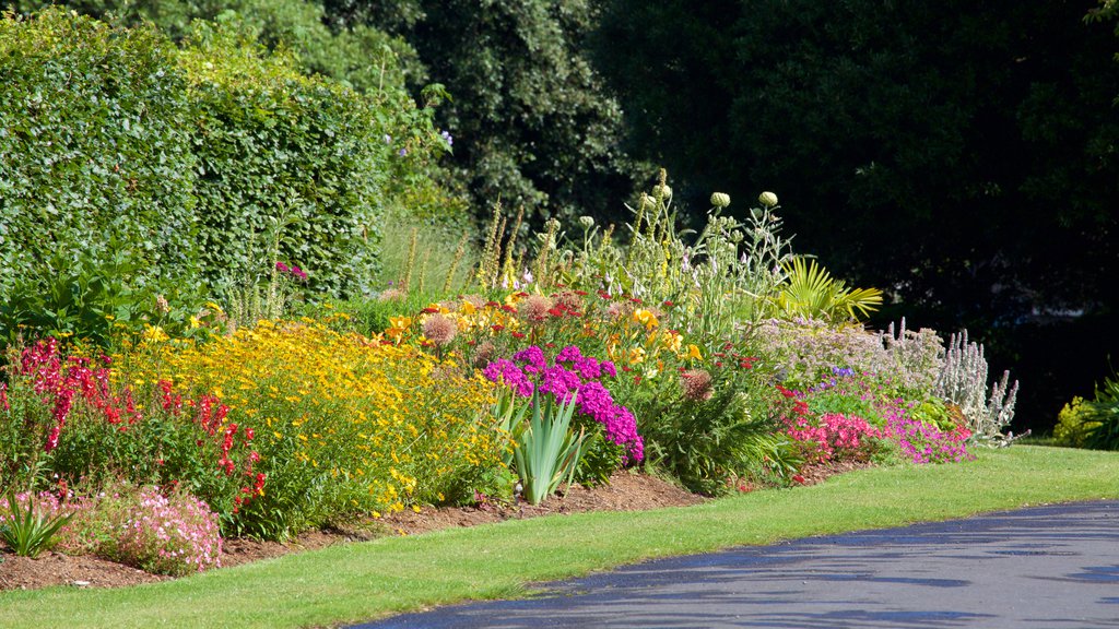 Parque Fénix ofreciendo flores y un parque