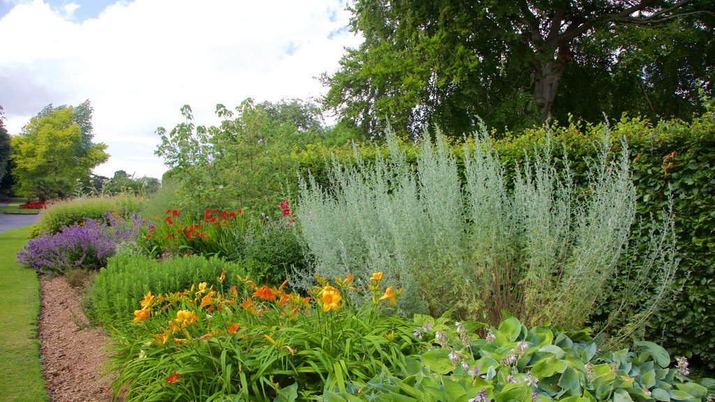 Phoenix Park showing a park and flowers