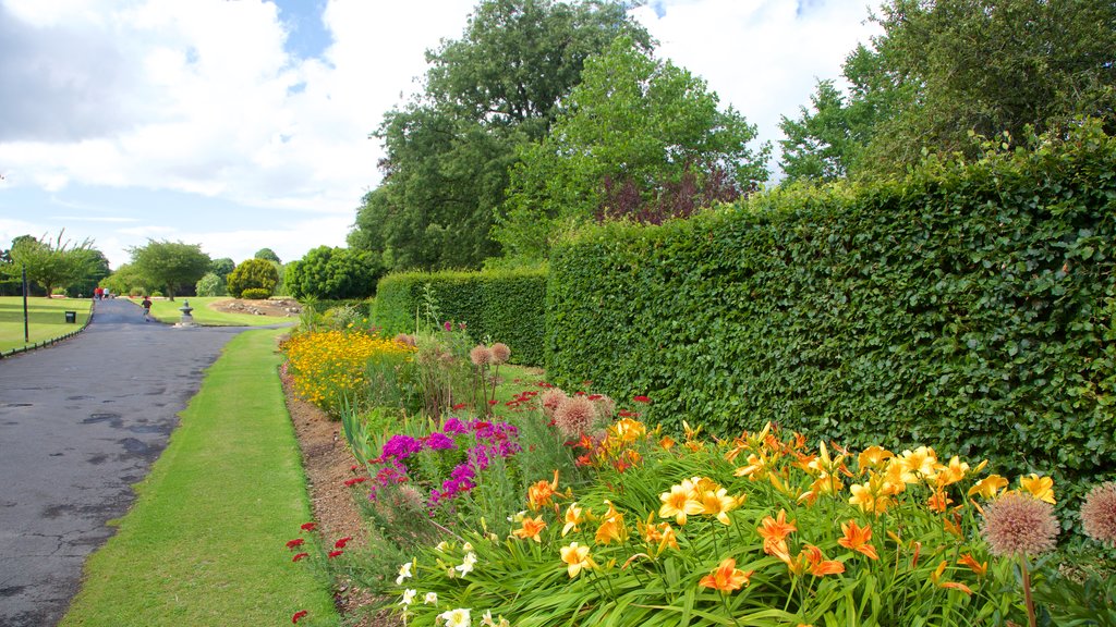 Phoenix Park que inclui um parque e flores