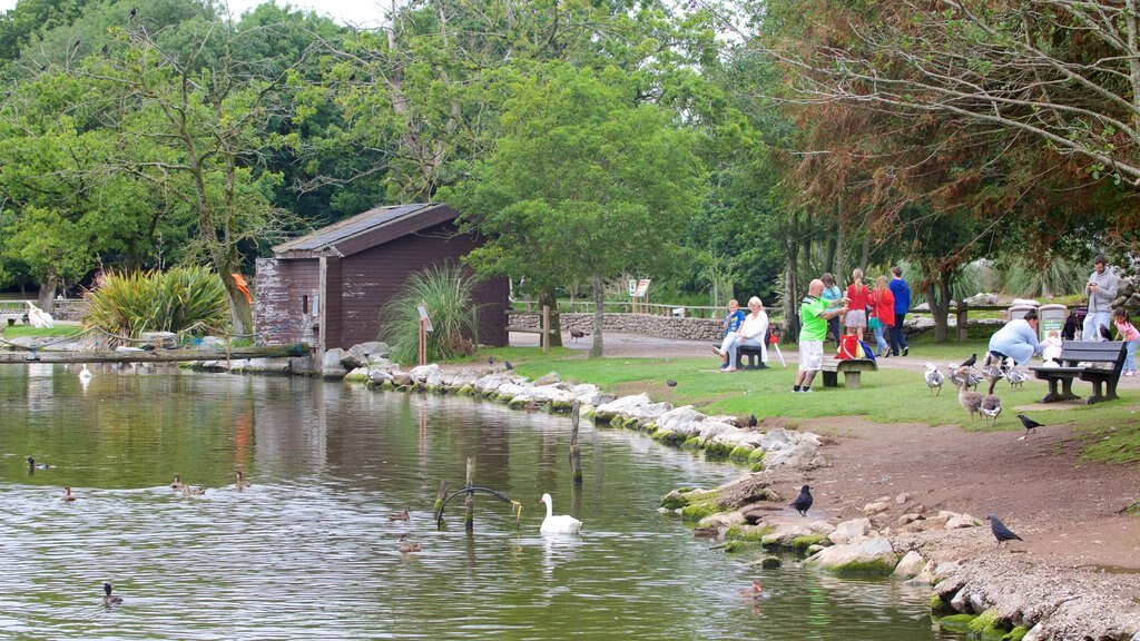 Fota Wildlife Park som inkluderer park, dyrehagedyr og dam