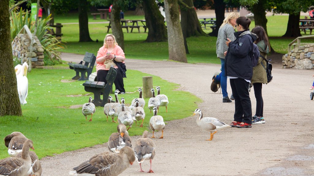 Fota Wildlife Park showing bird life, a garden and zoo animals