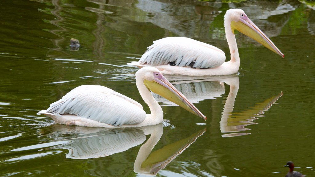 Fota Wildlife Park showing a pond, bird life and zoo animals