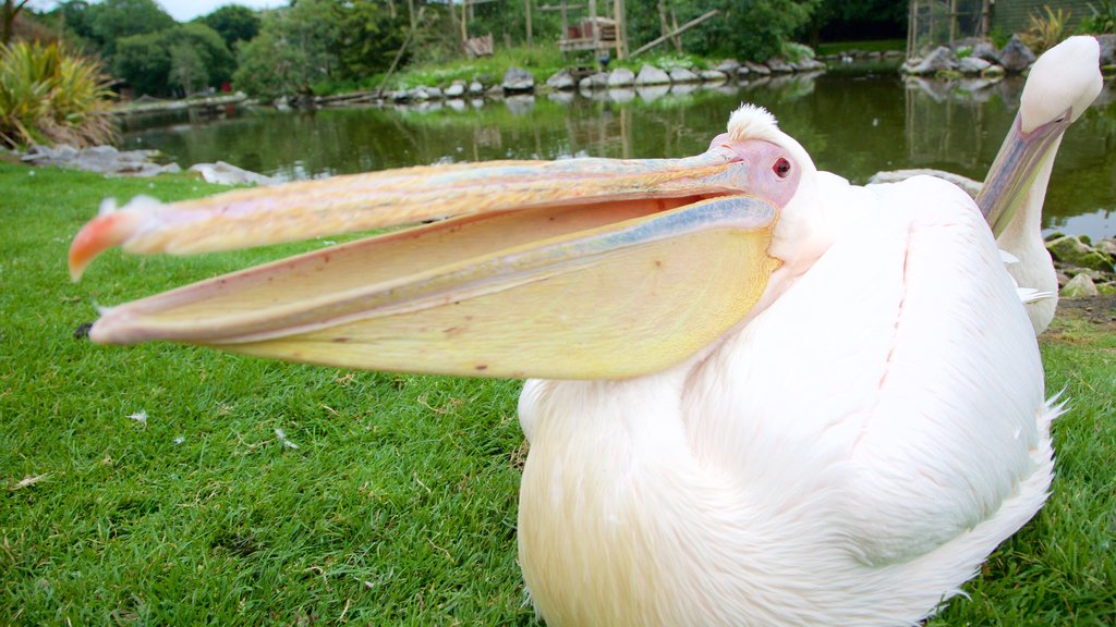 Fota Wildlife Park que inclui um lago, vida das aves e animais de zoológico