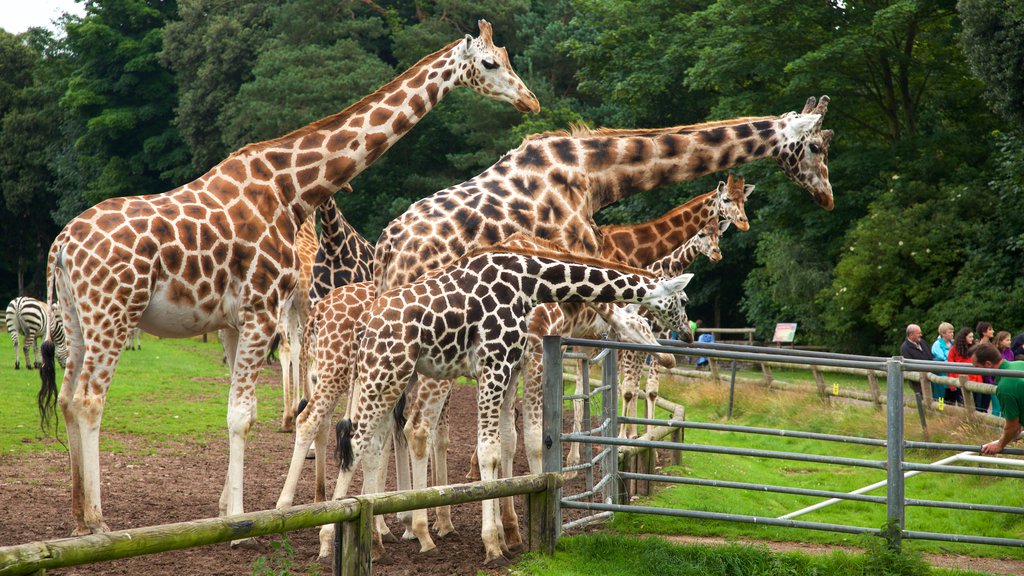 Parque natural de Fota mostrando animales de zoológico y animales terrestres y también un pequeño grupo de personas