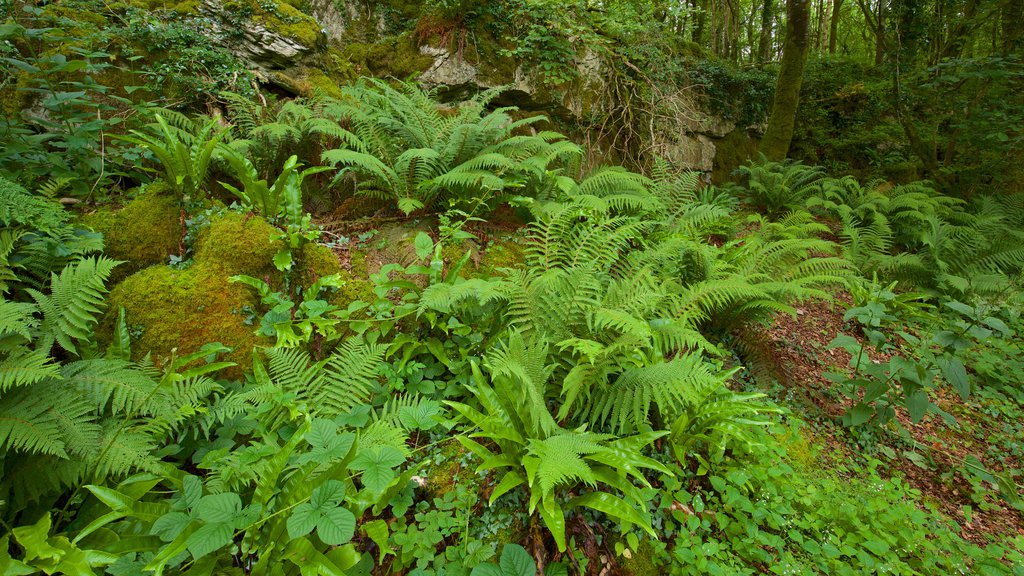 Craggaunowen que incluye bosques