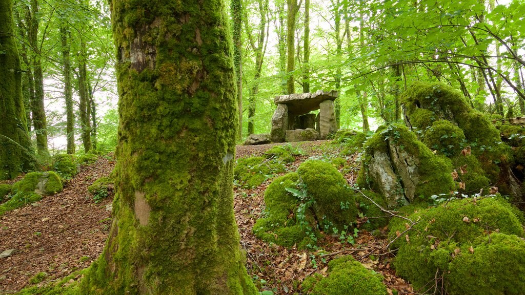 Craggaunowen featuring a cemetery, forests and heritage elements