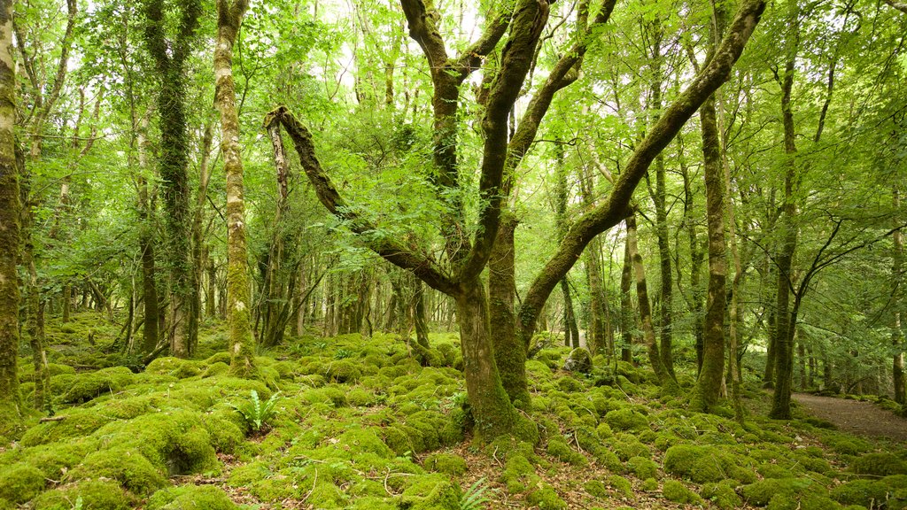 Craggaunowen que incluye imágenes de bosques