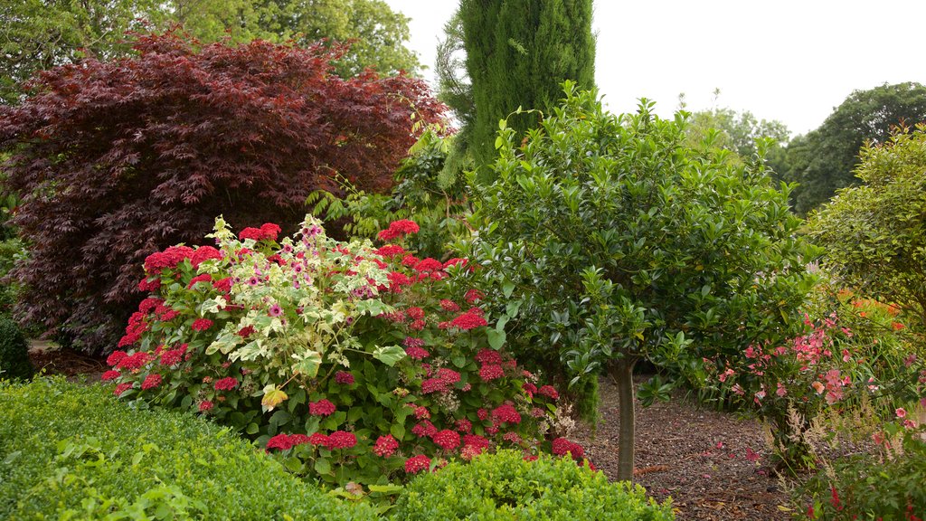 Tralee Town Park which includes flowers and a park